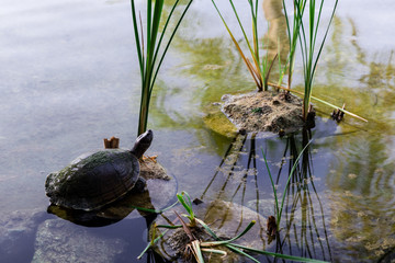 Turtle in pond