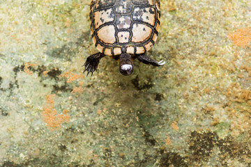 Turtle swimming