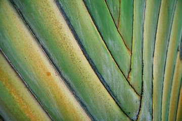 Palm frond