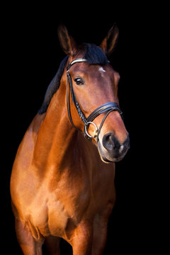 Portrait of brown horse on black background