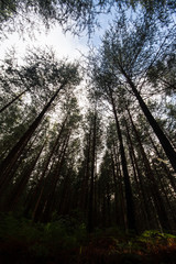 Fototapeta na wymiar Tall Trees in Hogsback forest sun in different position