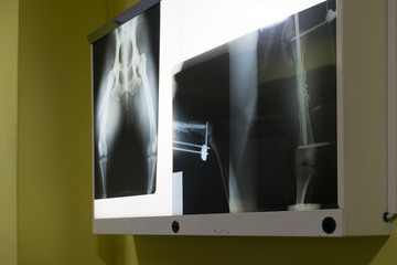 Radiography for animals in veterinary clinic