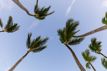 Palms and sky