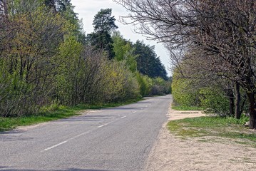 Зелёные деревья вдоль асфальтированной дороги