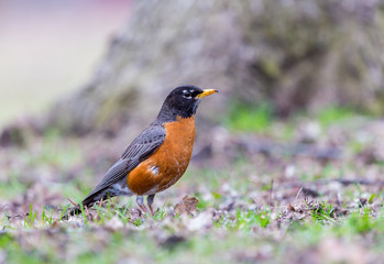 American Robin in a green grass field searching for worms and other insects in early spring in Montreal Canada.