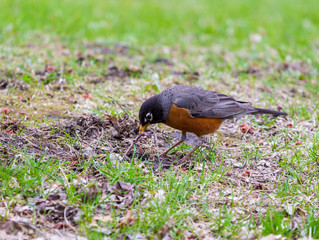 American Robin in a green grass field searching for worms and other insects in early spring in Montreal Canada.