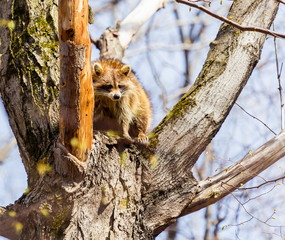 A reddish fur variety of Raccoon sitting in a tree watching the surroundings waiting to descend after danger has passed.