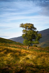 A tree bathed in the evening sun on the Northumerland Moors.