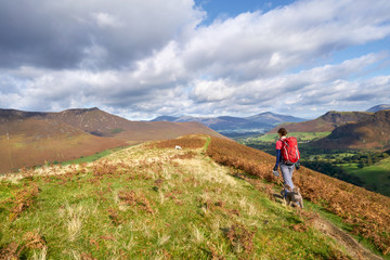Obraz premium A hiker walking down towards High Snab Bank from the summit of Robinson in the Lake District, England, UK.