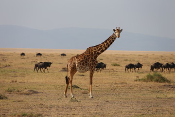 Wild Giraffe