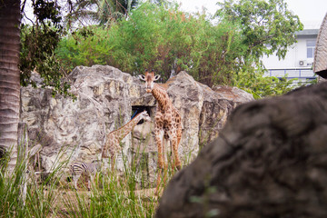giraffe