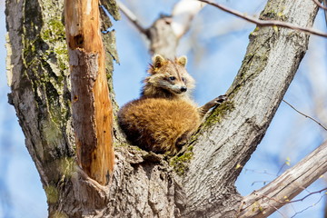 A reddish fur variety of Raccoon sitting in a tree watching the surroundings waiting to descend after danger has passed.