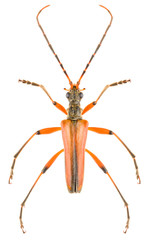 Long-horned beetle Stenocorus meridianus isolated on white background, dorsal view of lepturine beetle