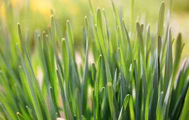 Fototapeta na wymiar Green leaves of daffodils soft focus with blur bokeh