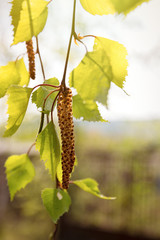 Flowering birch buds in the sunlight