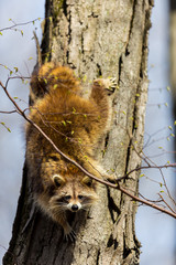 A reddish fur variety of Raccoon sitting in a tree watching the surroundings waiting to descend after danger has passed.