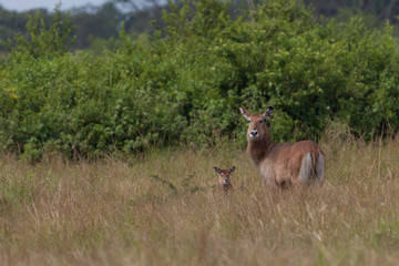 Wasserbock mit Jungtier im Queen Elisabeth Nationalpark in Uganda, Afrika