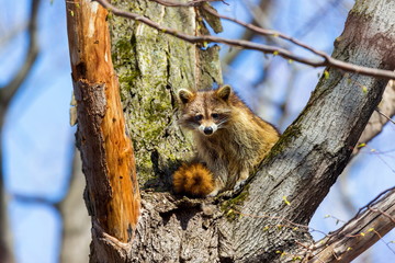 A reddish fur variety of Raccoon sitting in a tree watching the surroundings waiting to descend after danger has passed.