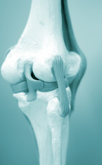 Knee meniscus medical model