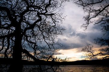 B&auml;ume im Gegenlicht