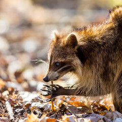 A reddish fur variety of Raccoon searching in a swamp for worms in early spring Quebec, Canada.