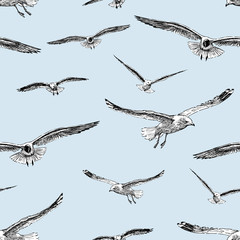 sketches of the flying gulls