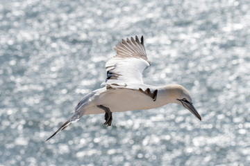Northern Gannet Basstölpel on the island helgoland northsea