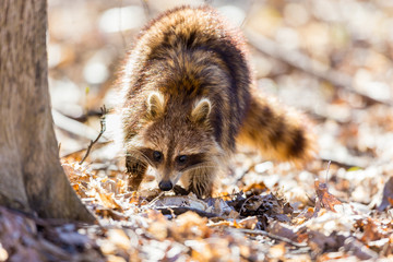 A reddish fur variety of Raccoon searching in a swamp for worms in early spring Quebec, Canada.