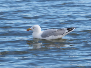 Silbermöwen schwimmend 