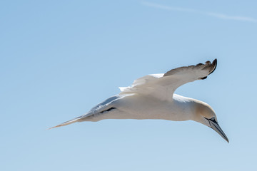Northern Gannets at the island Helgoland Germany