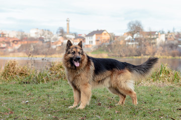 A dog is the best and true friend of man