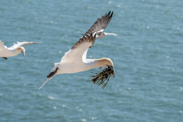 Northern Gannets at the island Helgoland Germany