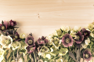Vintage spring flowers background with lenten roses or hellebore flowers on wood. Copy space