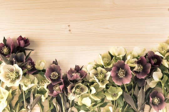 Vintage spring flowers background with lenten roses or hellebore flowers on wood. Copy space