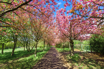 Fototapeta premium flowers blossoming in park on a spring sunny day