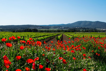 Fototapeta na wymiar A flowering poppy field with vineyard in a background