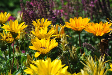 Yellow gerbera bloom in the flowerbed