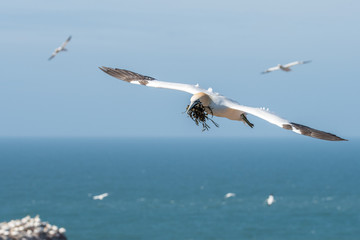 Northern Gannets at the island Helgoland Germany