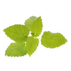 Fresh mint leaves isolated on white background.