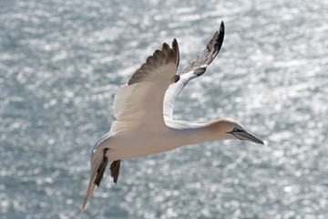 Northern Gannets at the island Helgoland Germany