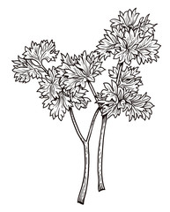 Parsley illustration, drawing, engraving, ink, line art, vector