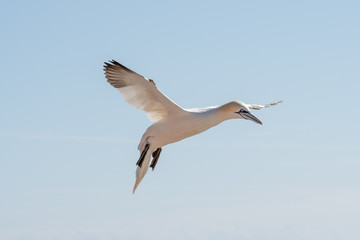 Northern Gannets at the island Helgoland Germany