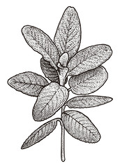 Sage illustration, drawing, engraving, ink, line art, vector