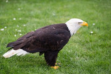 Portrait of a bald eagle on grass.