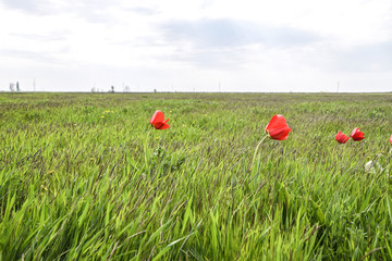 Tulips in a wild field. Red flowers among the green grass
