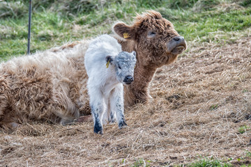 Galloway cow with calf