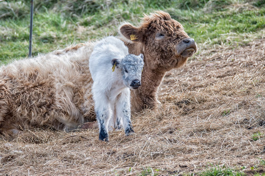 Galloway cow with calf