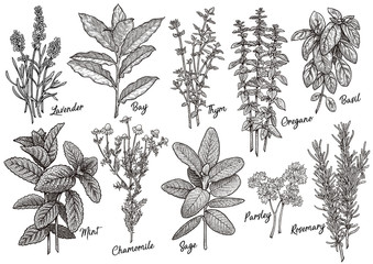 Group of herbs and spices illustration, drawing, engraving, ink, line art, vector