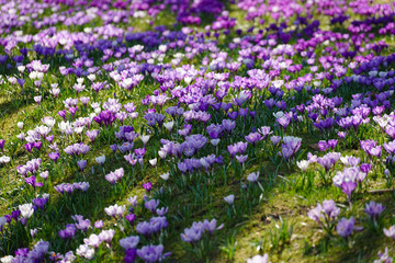 spring flowers blopssoming in a park