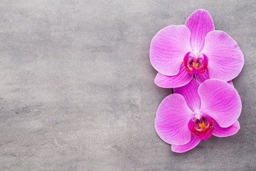 Obraz na płótnie Canvas Pink orchid on the grey background.